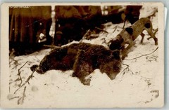39998413 – Hunting Dog Tugged at a Slayed Bear Winter Hunting Animal