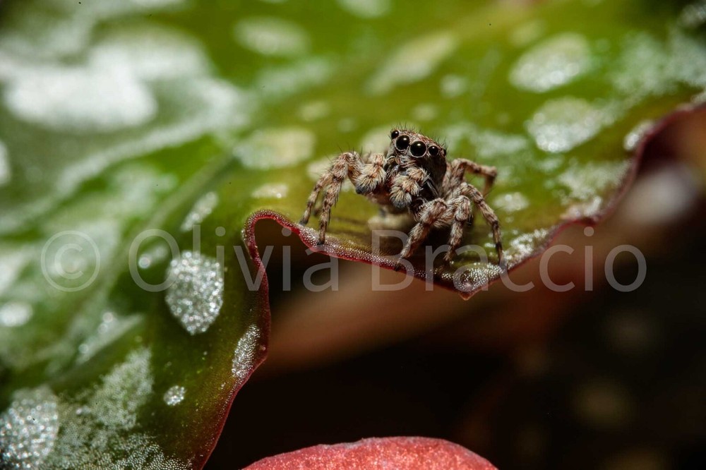 Macro image of spider, 8×10 inches