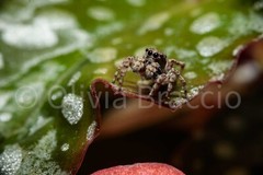 Macro image of spider, 8×10 inches