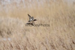 Green Winged Teal Photo, Pick One Image – Various Sizes