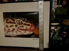 The Leopard Gecko -Close-Up Reptile Photography- Artist Signed