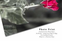 Flower Photography Print – Vertical Picture of Rose in Oklahoma