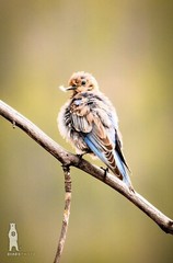 Blue Bird – Fine Art Nature Photography Prints – By Bear8Photo