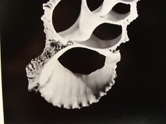 Original 2018 Charles Fendrock Lampas Shell Photograph