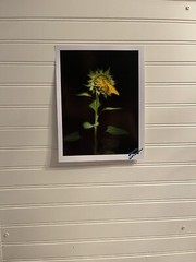 Sunflower #6 – landscape photograph 8.5×11