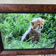 Thomas Mangelsen Cheetah Cub Signed Baby 25×19” Limited Edition Photograph Frame
