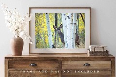 Mule Deer Photography Print: Colorado Wildlife Aspen Trees Autumn Animal Photo