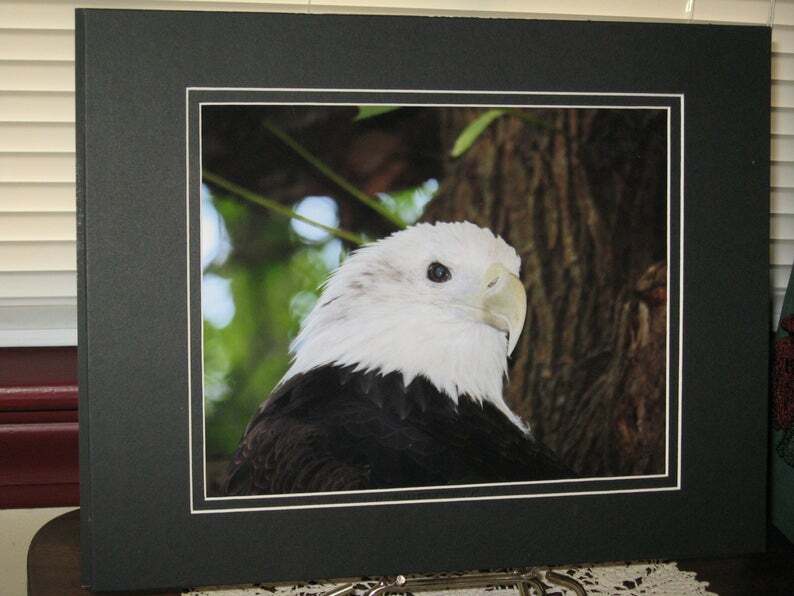 Bald Eagle Photograph, Raptor Photography, Bird Photograph, Nature Print, Matted