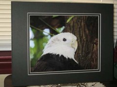 Bald Eagle Photograph, Raptor Photography, Bird Photograph, Nature Print, Matted