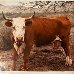 Janine Gordon Photograph 20×24″ C-print Edition Cow Bull Marfa Texas Signed