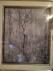 Eliot Porter Print Redbud Tree In Bottom Land Formatting’s Professional Framed