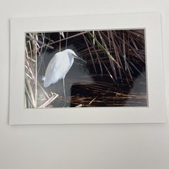 Snowy Egret Sea Bird Art Photography Matted 7×5 Inch Beach Decor Brauer