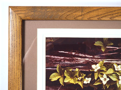 Vtg «Canadian Dogwood» 8×10 Photograph, Signed, Matted & Framed (13×16) LEE MANN