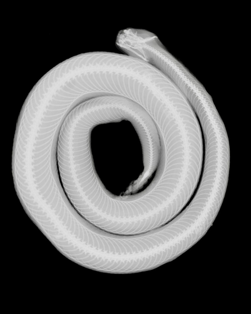8×10 Speckled rattlesnake – Crotalus mitchellii Xray Photo Print