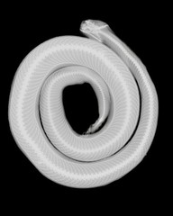 8×10 Speckled rattlesnake – Crotalus mitchellii Xray Photo Print