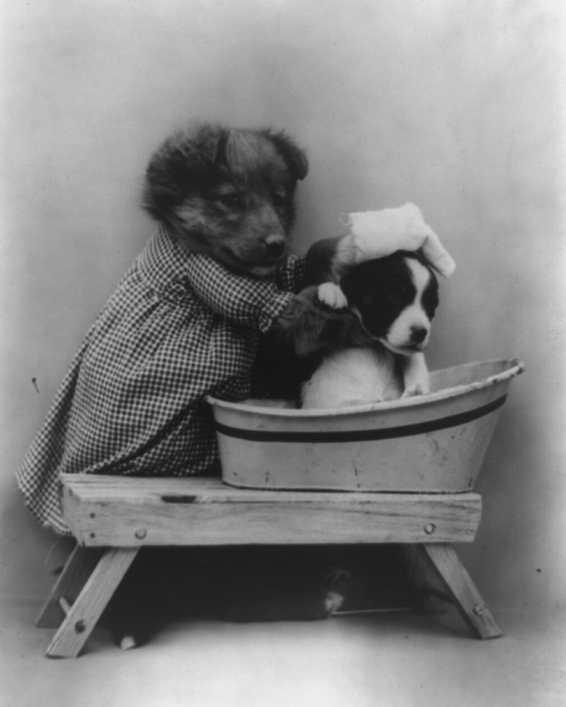 dog puppy pup baby art print Harry Whittier Frees 8×10 vintage photo picture #2