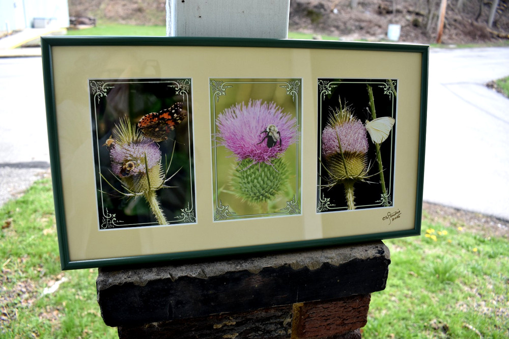 Thistle Flowers Photo/Print Scotland Butterfly Bee Garden Nature Signed