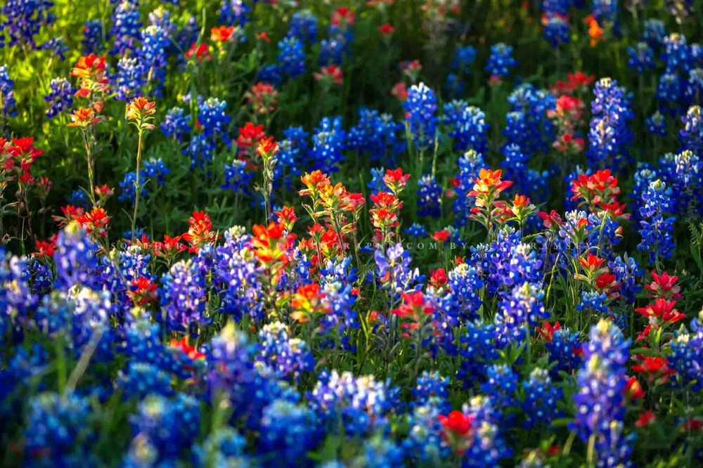Bluebonnets Photography Print Wildflower Picture Texas Photo Nature Decor