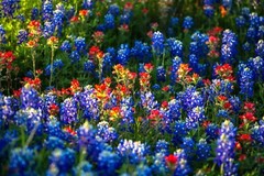 Bluebonnets Photography Print Wildflower Picture Texas Photo Nature Decor