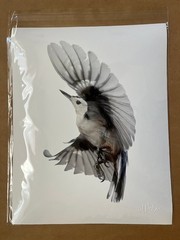 Paul Nelson Photograpy, Wild Birds Flying, White-Breasted Nuthatch