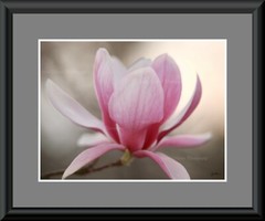 Fushia Pink Tulip Magnolia Photograph Canvas Texture Wall Print Art 24×18