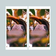 8 x 10 in Exotic Tropical Hornbill Bird in Vibrant Foliage -Wildlife Photography
