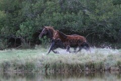 Chincoteague Pony Photo -Mares & Foals- Pick One Image -Various Sizes
