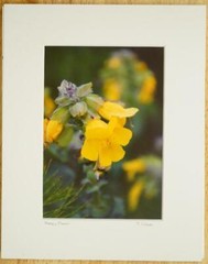 Tom Adams Photography Yellow Monkey Flower Oregon Photo Art 8X10