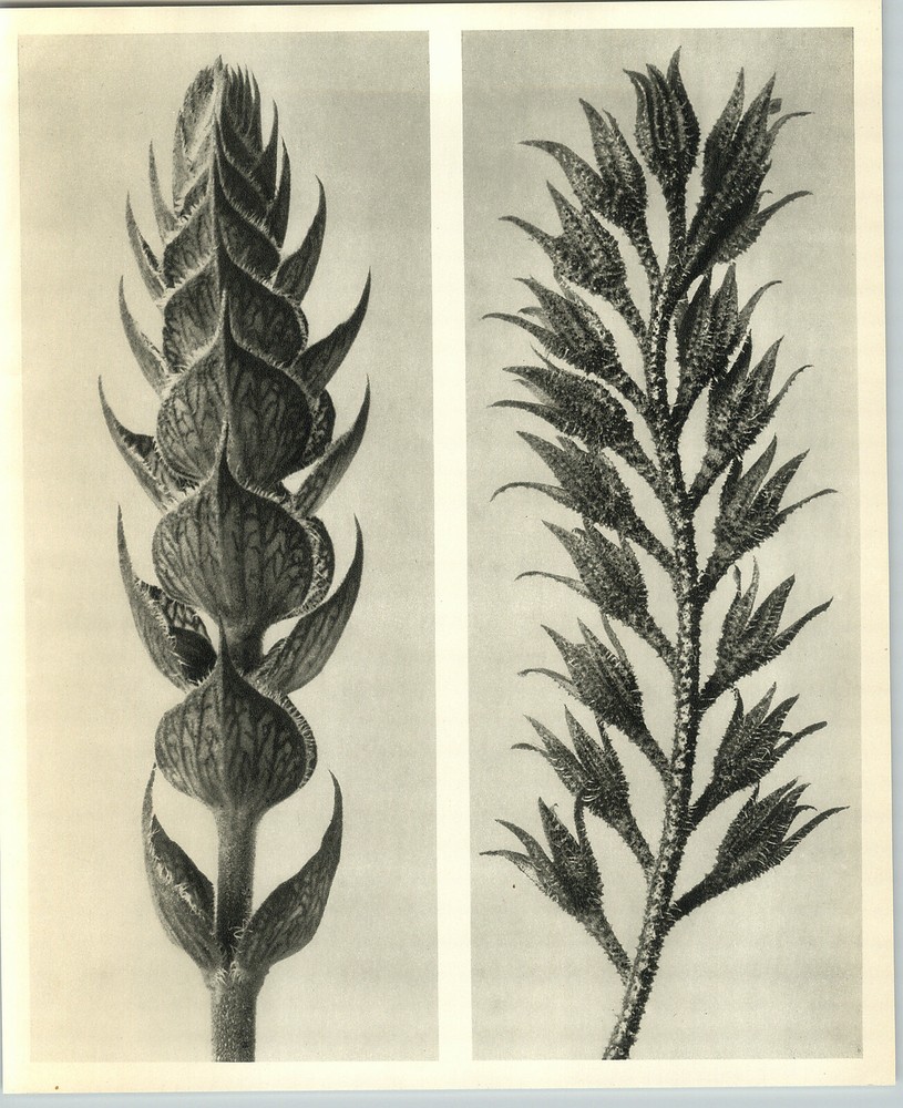 1942 Original BOTANICAL PLANT Meadow Sage Flower Photo Art KARL BLOSSFELDT