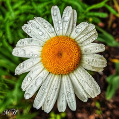 MH Nature & Landscape Photographs – Flowers Trees Water Landscapes 16×20 Canvas.