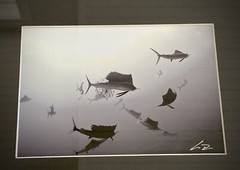 SAILFISH Baitball Signed Chris Doherty 5×7 B/W Photo | Matted & Framed 16.5×13.5