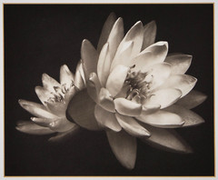 EDUARDO MARI, Platinum Palladium Print, WATER LILIES, Signed & Matted, 2003