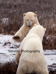 Professionally Framed & Matted: Churchill Polar Bears