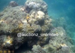 Digital Image Picture Photo Pic Andaman India underwater coral life scuba AND050