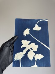 Dandelion|Cyanotype Botanical Print | Handmade Blue Photographic Art | 15×20 cm