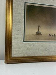Family Of Swans Edward Robinson Nature Photographer Signed Photo Matted & Framed