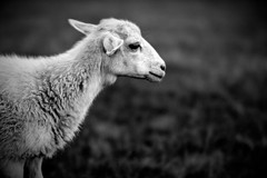 Black & White Sheep Landscape Photograph Wildlife Nature Theme