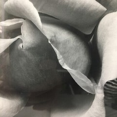 ANSEL ADAMS Art Photo ROSE and DRIFTWOOD 1932 Still Life 17×14 Inches