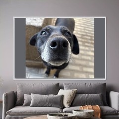 Dog Digital Image Picture Photo Wallpaper Background Desktop Art