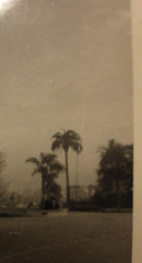 Vintage 1941 & 1943 Pasadena Photographs,The Christmas Tree Circle,Hinterlands