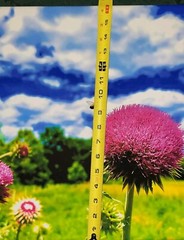 Nectar In The Field, Bees On Wild Thistle, 16×20 Canvas Photo Ltd Ed. Signed
