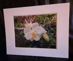 Matted Photograph: Columbine