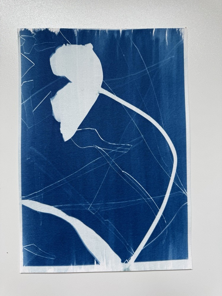 Botanical Cyanotype Print | Handmade Blue Sun Print | Fine Art Photography 20×30