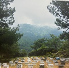 Vintage 2018 SUSANNAH HAYS ‘Bee Boxes Hives’ Datca TURKEY Landscape PHOTO