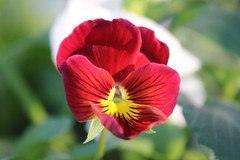 Pansy Flower Digital Background | Red & Yellow Floral Macro | High‑Res- 001
