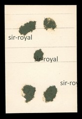 Athlete Jumps High Above Obstacle – 1930s – Snapshot – Photo 5x8cm