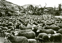 Margaret Bourke-White Photo «Sheep, Bombed-out German Air Hanger» 1945