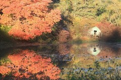 Photo Art Canvas Print-Langwater Reflections