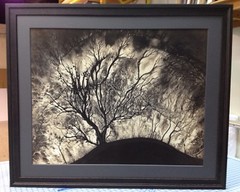 Profesionally Framed Museum Quality Art Vintage River Basin Acid Free Tree