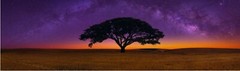 Celestial Dreams by Peter Lik 1.5M 98% Sold. Currently Sells for over 60K